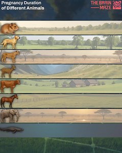 Pregnancy Duration of different Animal - We created this animation, showing how long do pregnancies in the animal kingdom last. From the tiny hamster, to the mighty elephant and the mysterious frilled shark — nature’s timeline is astonishing. Each species has evolved its own rhythm, balancing survival, size, and environment. | The Brain Maze