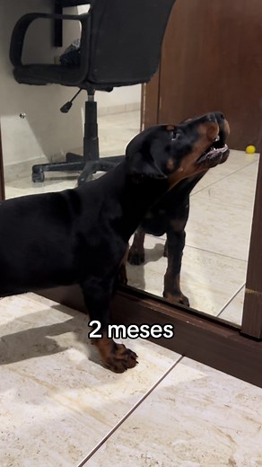 Creciendo con Ivar: Un Doberman Europeo