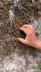 Moss, particularly sphagnum moss, offers several benefits for grafting, making it a valuable material for plant propagation. It aids in moisture retention, enhances nutrient uptake, and provides a stable, antimicrobial environment for the graft, promoting healing and success. #moss #nature #terrarium #plants #forest #green #naturephotography #homedecor #aquarium #photography #mossart #mosswall #art #mossterrarium #aquascape #handmade #indoorplants #lichen #vivarium #trees #naturelovers #interior