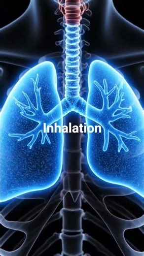 🫁 How does oxygen from the air reach our bloodstream?