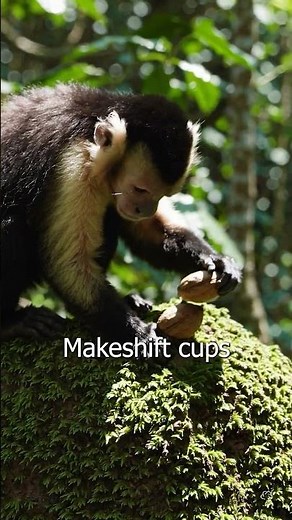 Why Capuchin Monkeys Make Terrible Pets