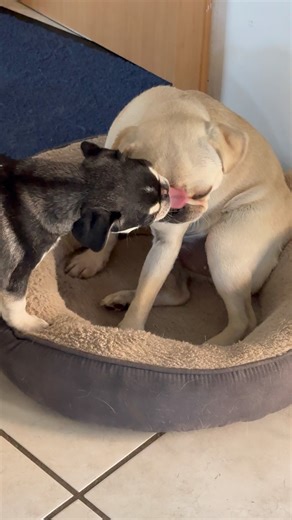 Sooo niedlich 🥰. #pug #puglife #puglove #happypug #mops #mopsliebe #puppy #puppylove | Happy Pug - Happy Life