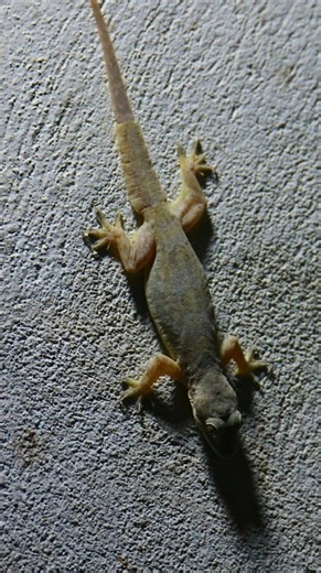 tuko lizard #tiktiki# 🦎🦎 #kucing #gecko #bebek #tokek #tắc kè #lizard #animals #zoo