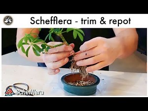 Schefflera Bonsai! (How to re-pot into bonsai pot)