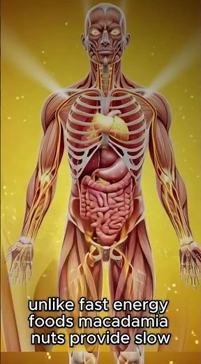 What Macadamia Nuts Do Inside Your Body 3D Medical Animation #healthbenefits #digestiveprocess