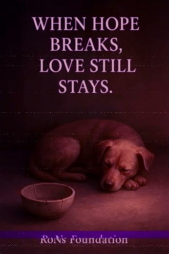 Dog Object Attachment Disorder WARNING: Why He Won't Let Go of That Cracked Bowl #donation #animals