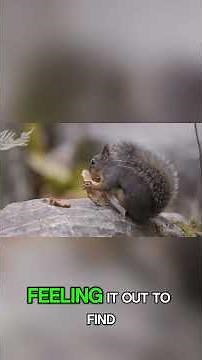 The Amazing Life of Squirrels – Facts You Never Knew! #facts #animals