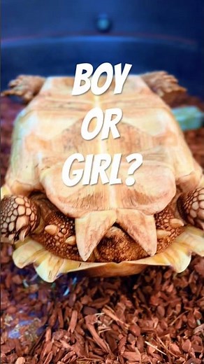 Sulcata Tortoise SEX? Boy or Girl #turtle #shorts #fyp #pets