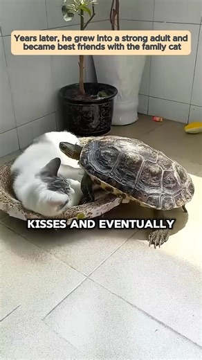 The tiny turtle they found by the fence grew up to do the unthinkable...