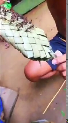 2.3K views · 19 reactions | Bullet Ant glove ritual in Brazil! Stung by 200 bullet ants. Wearing the gloves over 10 minutes you become a man in the tribes eyes. I wore it for 14 minutes | Danny Berk | Facebook