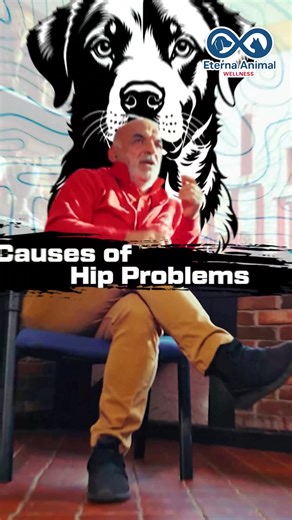 Most hip problems in dogs aren’t genetic — they’re created. Overfeeding and overexercising puppies before their joints are ready can permanently damage their hips. Before 12 months, your puppy’s joints are still forming. That means no long runs, no treadmills, and definitely no bike rides. It’s not about being lazy — it’s about protecting their future. Raise your pup right from the start. #dogtrainingtips #puppytraining101 #hipdysplasia #doghealth #puppycare #vetadvice #animalplanetstyle #doglov