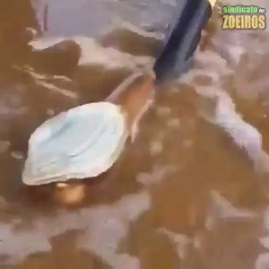 92K views · 7 comments | Strange animals that appear on the beach... | Epic Vines | Facebook