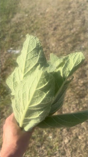 Picking Mullen from the Side of the Road | Benefits #homesteadingvlog #foraging #mullen #natural