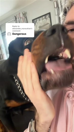 Understanding Rottweiler Behavior