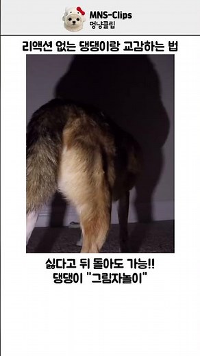 강아지 그림자 놀이 ㅋㅋ #강아지