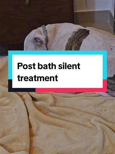 #pitties #pittiesoftiktok #rescuedog #rescue #Egypt