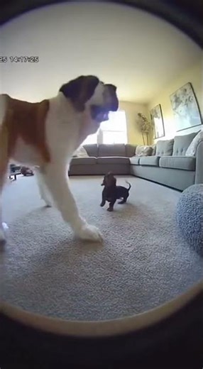 Giant Saint Bernard Relocates Angry Wiener Dog