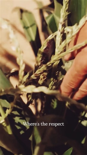 Andrew Valenti | The Hopi Farmer Who Grew an 800-Year-Old Seed 🌽 Gardens of Earthly Delight podcast Episode #2 is live! I had a profound conversation with... | Instagram