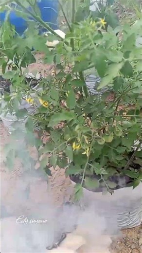 Pengasapan rutin dipagi hari pada tanaman tomat untuk mengusir hama kutu2an dan lalat buah #berkebun