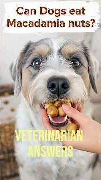 Can Dogs Eat Macadamia Nuts? (Vet Explains the Danger) ‪@DrPawfection‬