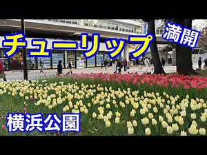 横浜公園のチューリップ