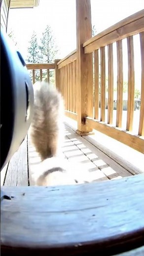 Squirrel Steals Doorbell Camera — Real Footage!