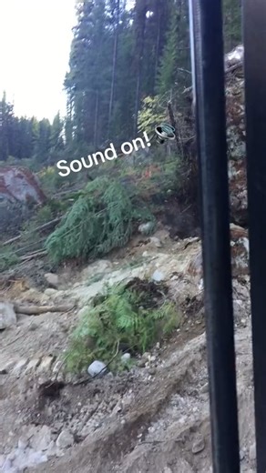 Boulder rolls through forest with ease, taking down trees