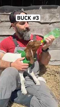 Naming The Baby Boer #boergoats #goatfarm #swgeorgia