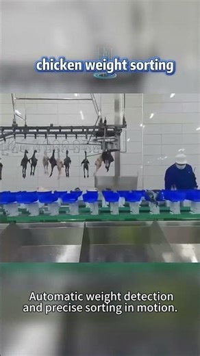 whole chicken weight sorting machine | 120 chickens per minute #chicken sorting machine