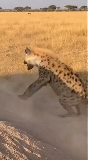 Hyena Gets Shock of a Lifetime from Hidden Python