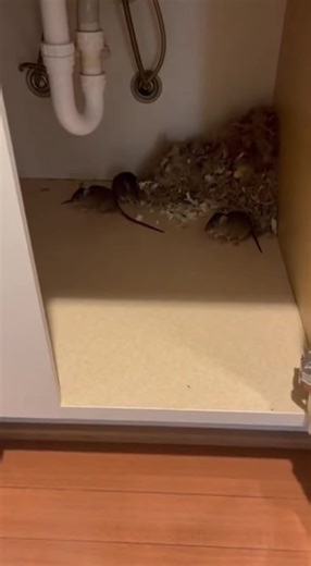 Effective Mouse Control Tips for a Pest-Free Home