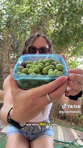 How to Cure Naturally Bitter Olives at Home