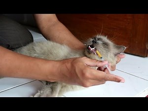 CARA MUDAH Memberikan Obat ke Kucing menggunakan spuit / spet