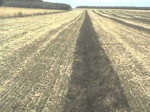 Combining clover seed 2011