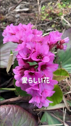 ヒマラヤユキノシタ～咲きました#garden #flowers #植物