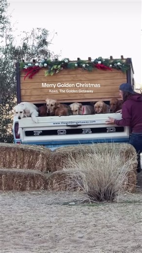 Merry christmas from us to you 🎅🏼🎄🐾 We hope this season brings you joy, love and goldens! 🤭 #goldenretrieverfarm #goldengetawayfarm #goldenretriever #goldensoftiktok #foryou #puppytiktok #joshuatree #pup #dogsoftiktok