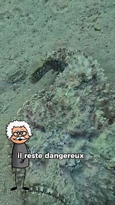 C'est l’un des poissons les plus dangereux au monde. Dans l’eau, il est quasiment invisible — impossible à repérer quand tu nages. Une fois hors de l’eau, il ressemble à une simple pierre. On l'appelle le poisson-pierre.#intelligence #incroyable #documentaire #storytelling #histoire #france #animauxsauvages | Sciencesetculture