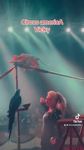 Különleges cicák a porondon 📣🎺😍 | CIRCUS AMERICA