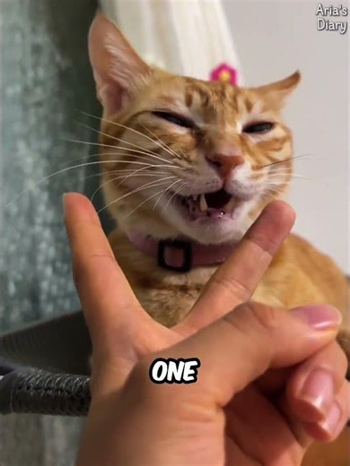 They Say This Cat Has a Single Core Brain😂🐱 #shorts