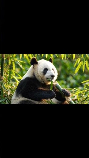 safed Panda ek durlabh drishya#trending #short #viral