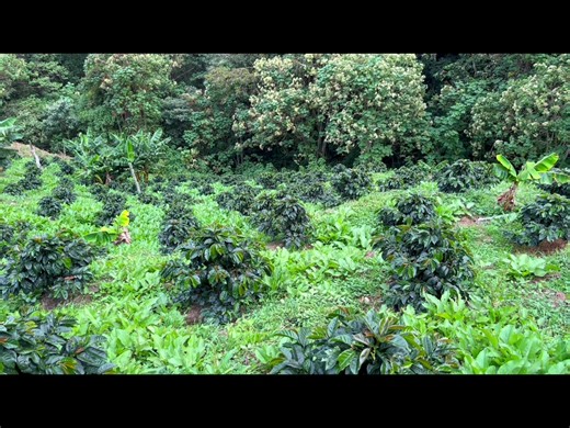 165K views · 2.4K reactions | Agroesperanza on Reels | Facebook