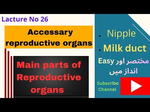 Accessory Reproductive Organ: Breast | Definition, Structure & Main Parts Explained