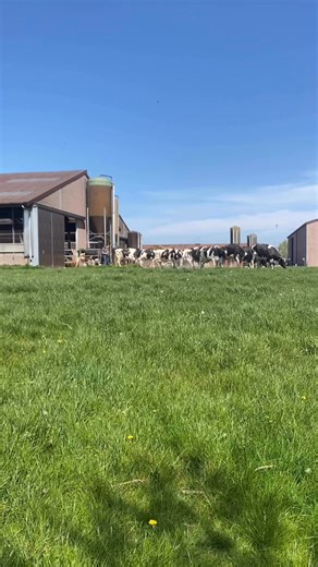 Deze koeien genieten voor het eerst terug van het mooie weer in de wei, wat een moment! Ze zijn vol energie met een rantsoen dat aangevuld is met co-producten! 🌞🐄🟢Ces vaches profitent à nouveau pour la première fois du beau temps dans le pré, quel moment ! Elles sont pleines d'énergie grâce à une ration complétée par des co-produits ! 🌞🐄#coproducten #duynie #Duynie #agriculture #coproduits #vaches #vacheslaitieres #alimentationanimale #dierenvoeding #trotsopdeboer #viral #cowsofinstagram #d