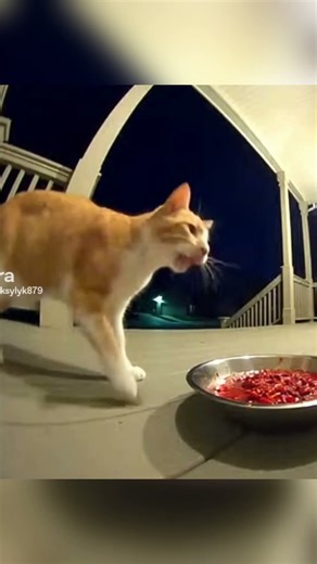 Cat Tries Spicy Food and Instantly Loses It 😾🌶️ | Doorbell Camera