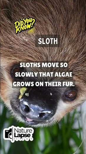 Sloth's Slow Motion: Algae in Their Fur!
