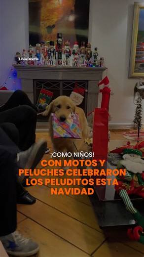 ¡Como niños! 😍 Con motos y peluches 🐾 celebraron los peluditos esta Navidad 🎄🎁 #navidad2025 #mascotitas #celebraciones #celebracionesespeciales #elmejoramigo | Línea Directa Portal