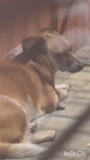 Charlie no supera a su ex.#charlie #ruptura #animals #funnypets #sanvalentin #petlover #dogshorts