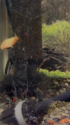 泡の大きさを調整できる次世代型エアストーンが凄い！