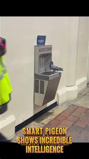 Smart Pigeon Shows Incredible Intelligence