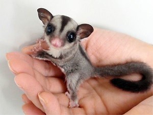 Sugar glider - Alchetron, The Free Social Encyclopedia